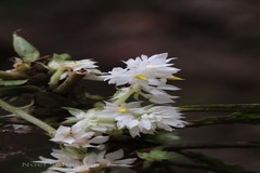 Neurocalyx calycinus